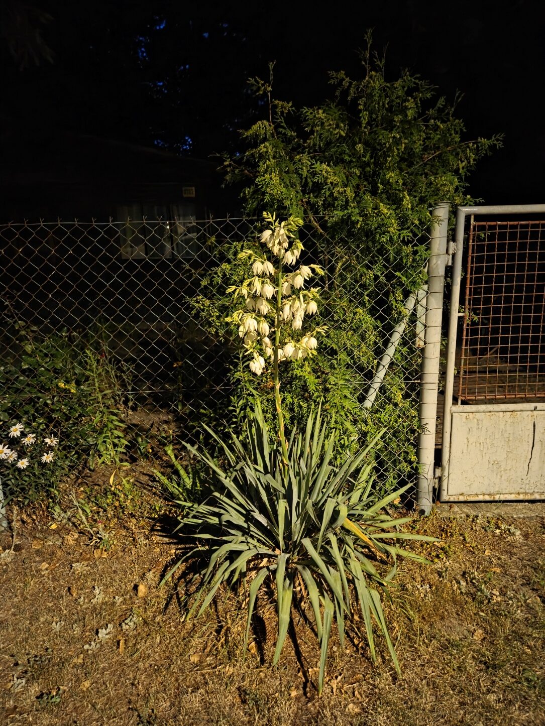 Galaxy S25 Plus nocni fotka 13