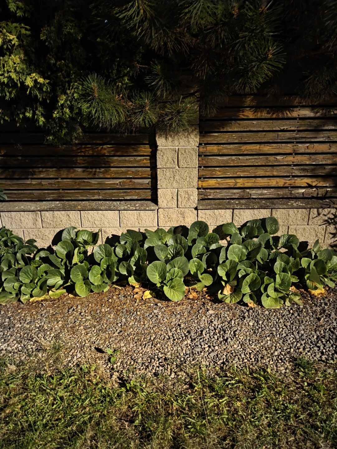 Galaxy S25 Plus nocni fotka 16