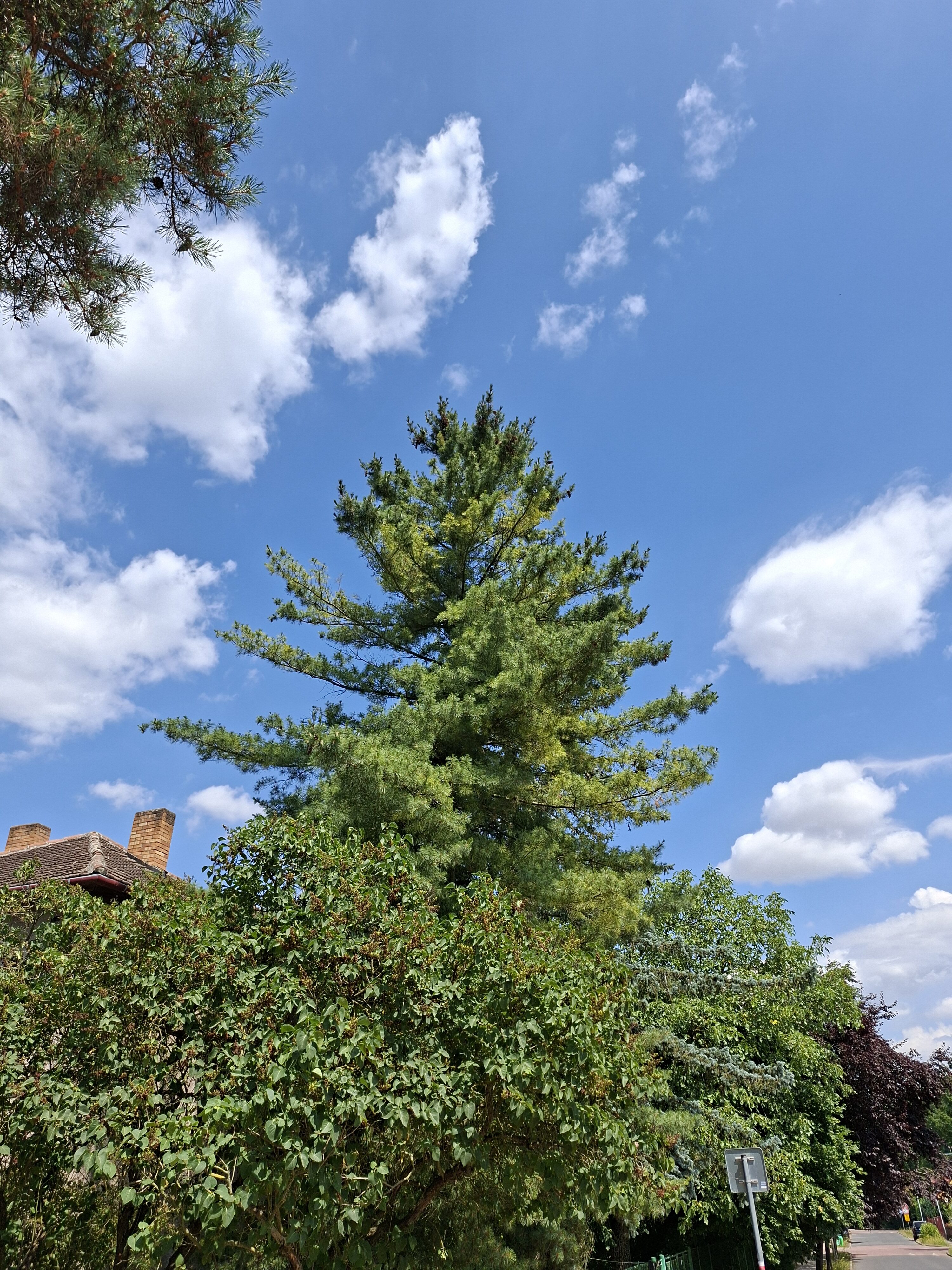 Galaxy_A56_fotka_12 Galaxy A56 fotka 12