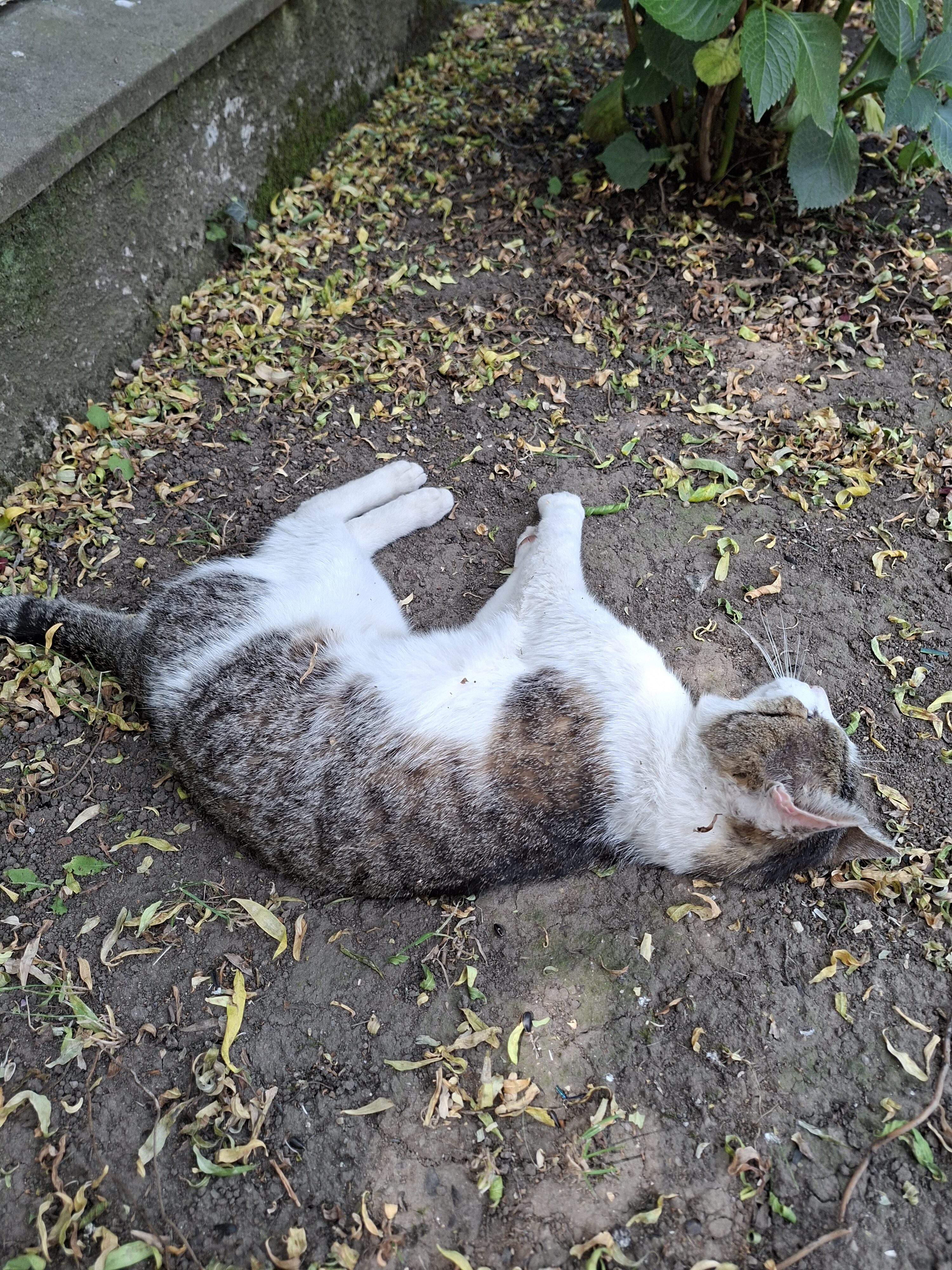 Galaxy_A56_fotka_16 Galaxy A56 fotka 16