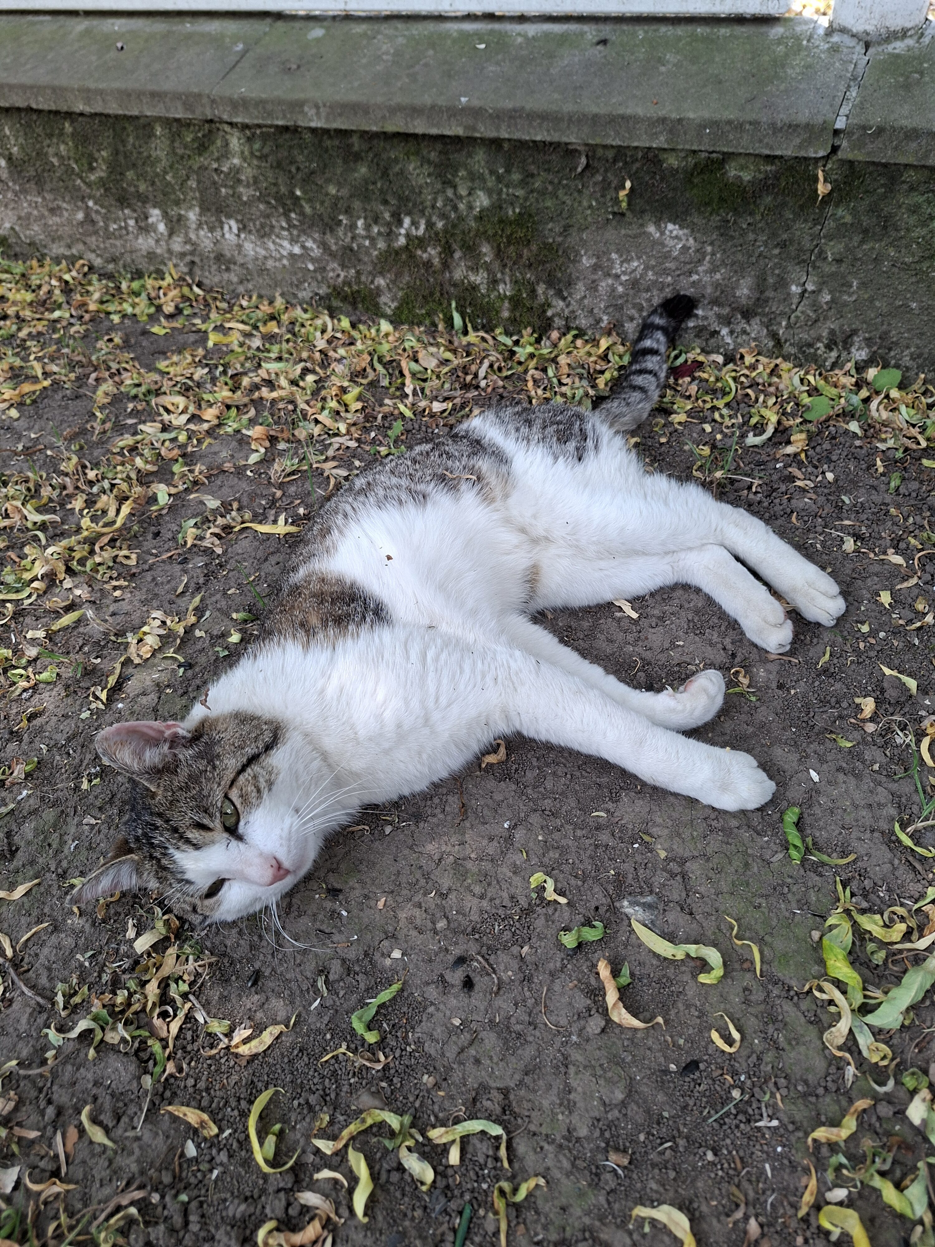 Galaxy_A56_fotka_19 Galaxy A56 fotka 19