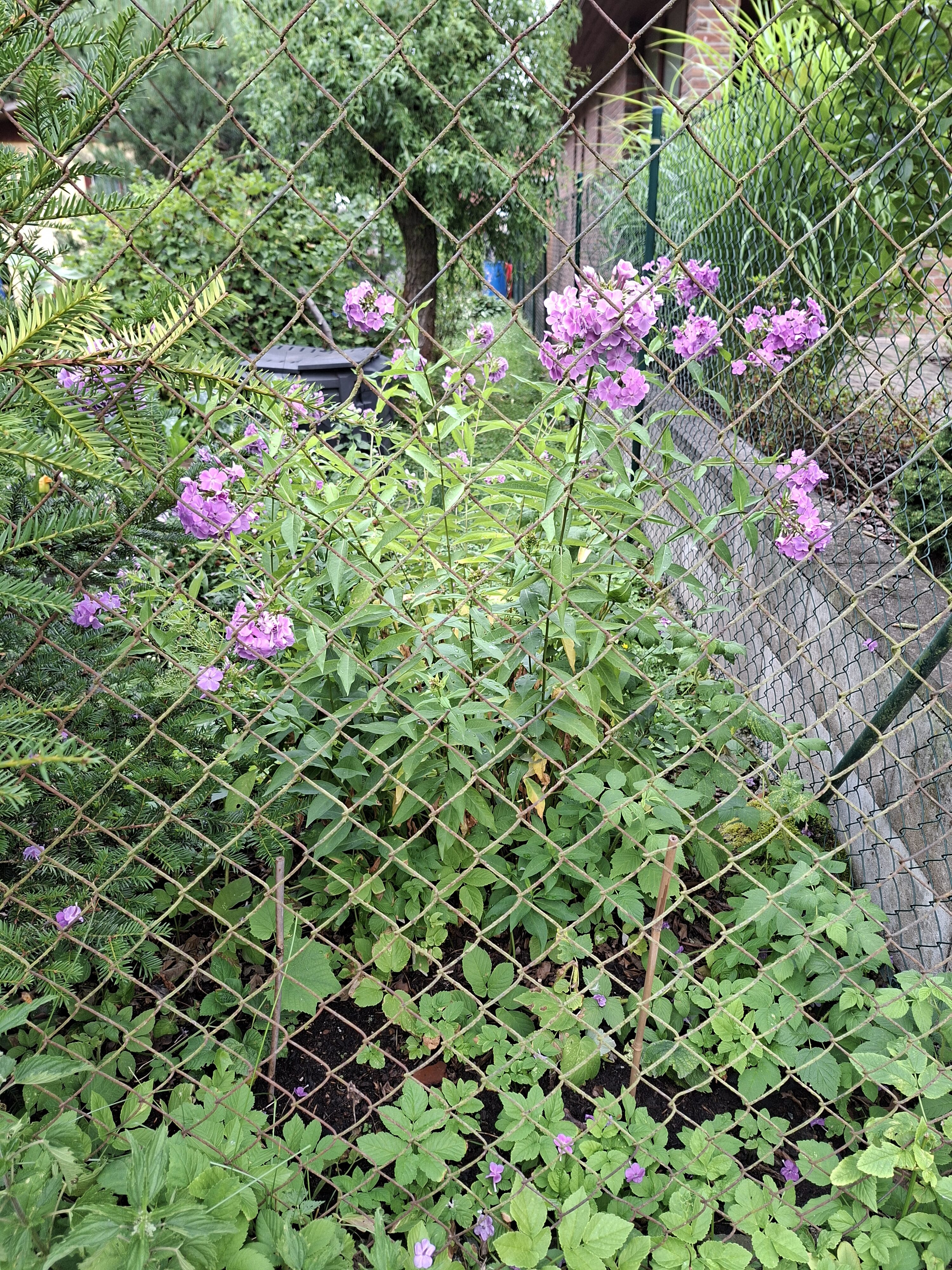 Galaxy_A56_fotka_23 Galaxy A56 fotka 23