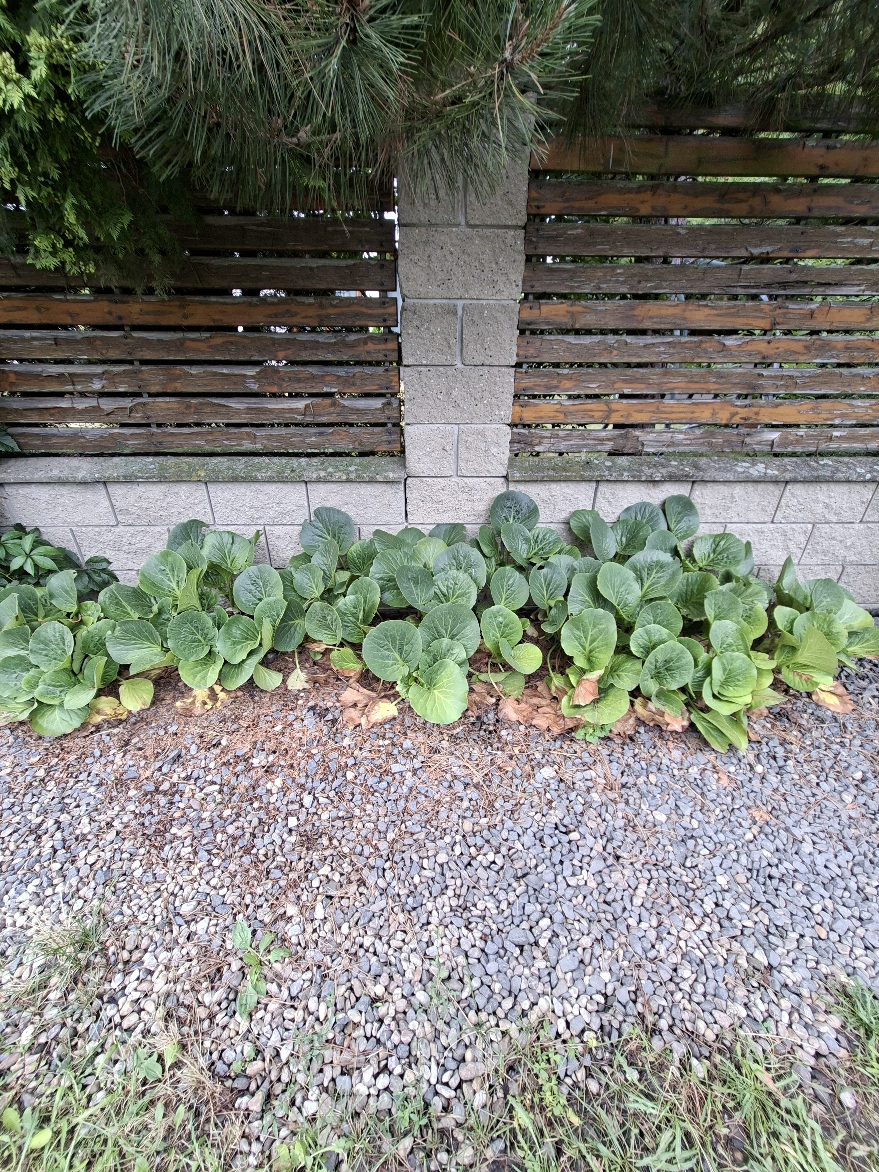 Galaxy_A56_fotka_24 Galaxy A56 fotka 24