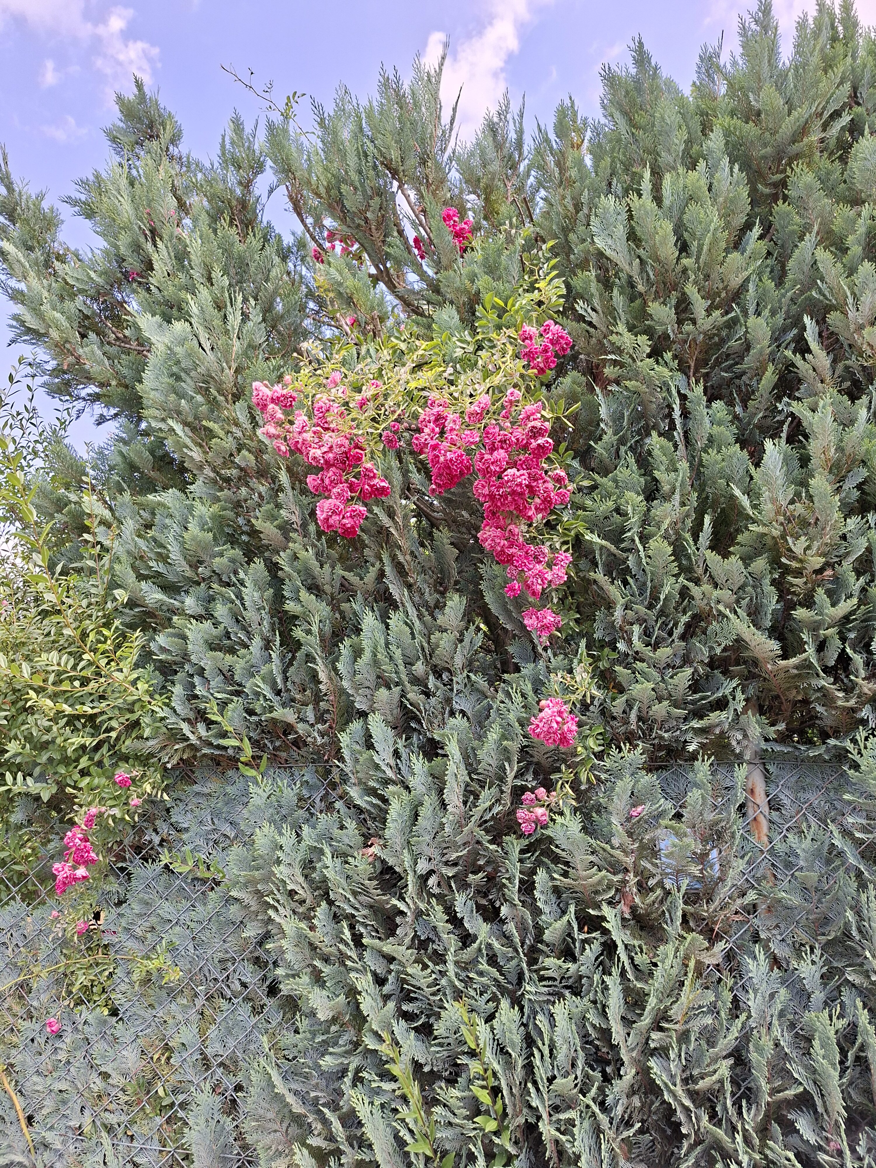 Galaxy_A56_fotka_3 Galaxy A56 fotka 3