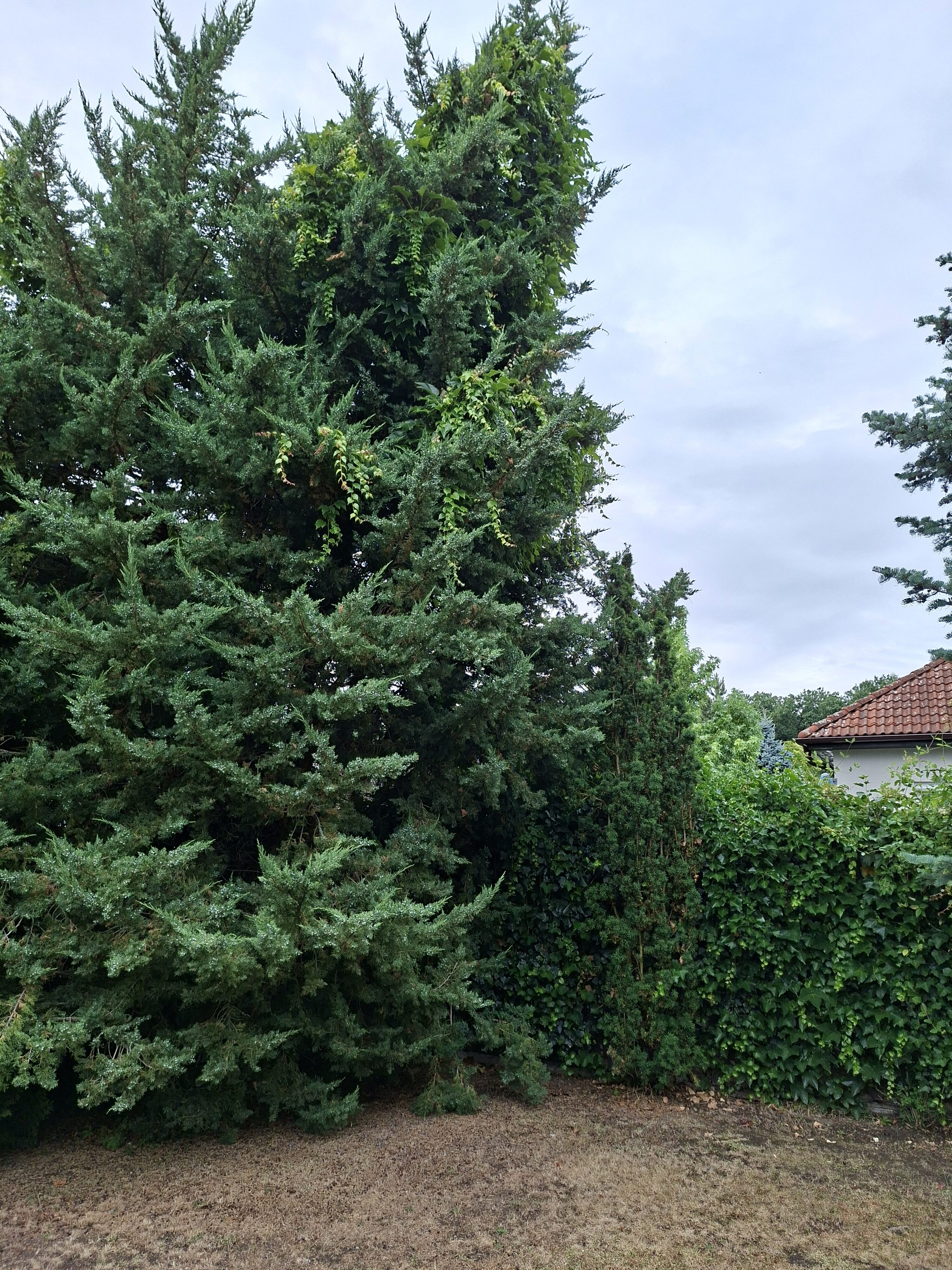 Galaxy_A56_fotka_35 Galaxy A56 fotka 35