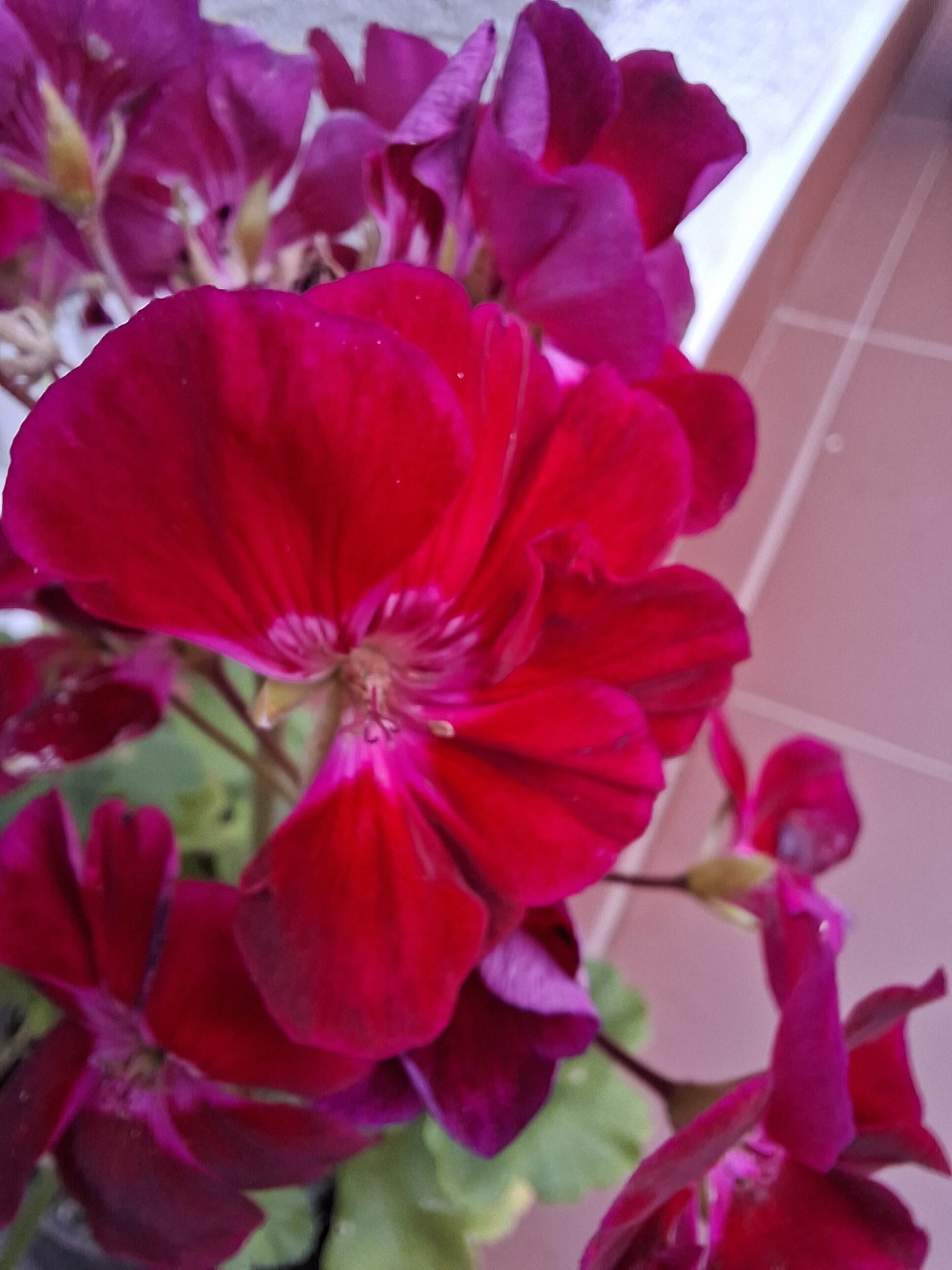 Galaxy_A56_fotka_38 Galaxy A56 fotka 38