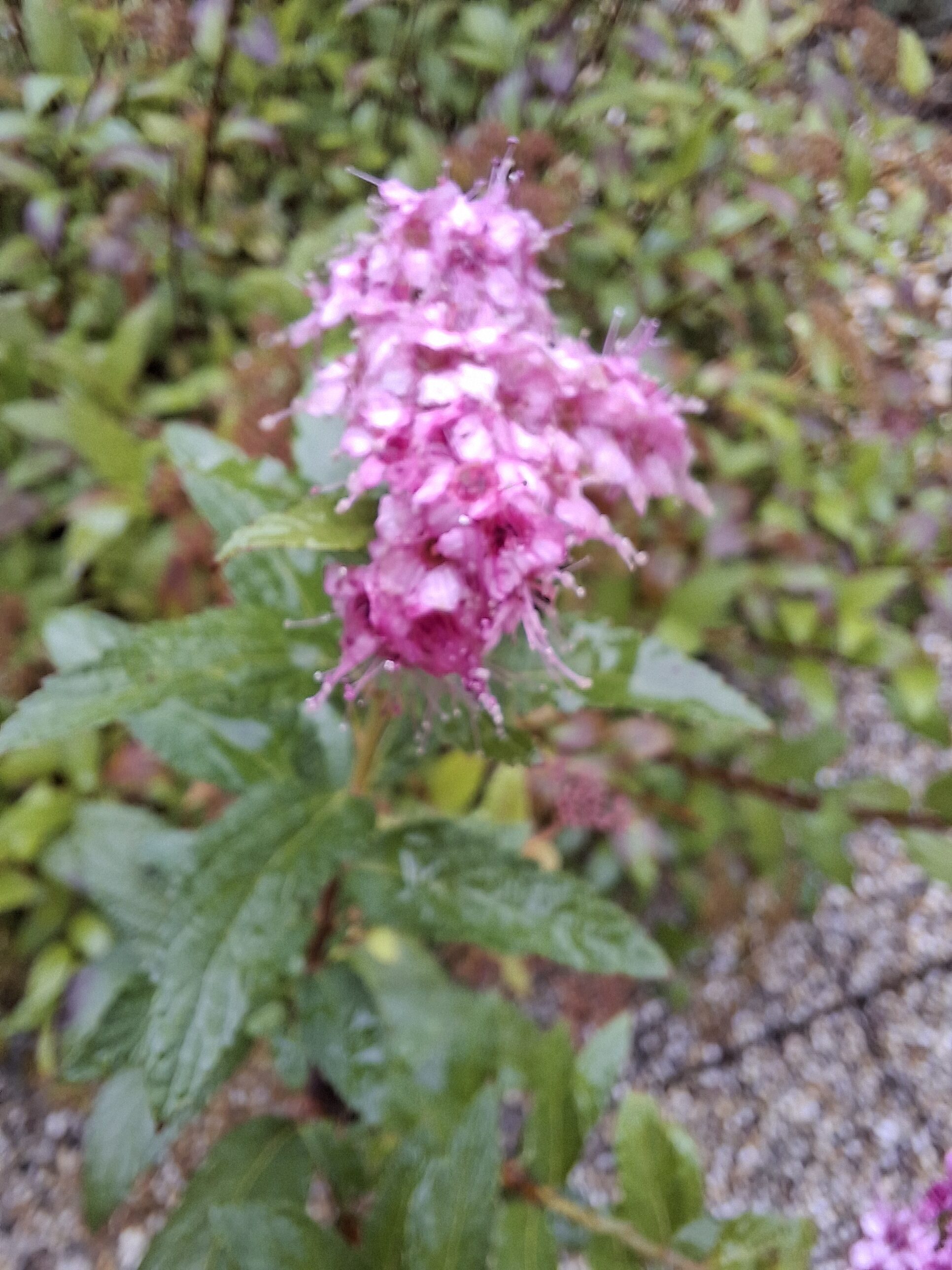 Galaxy_A56_fotka_39 Galaxy A56 fotka 39