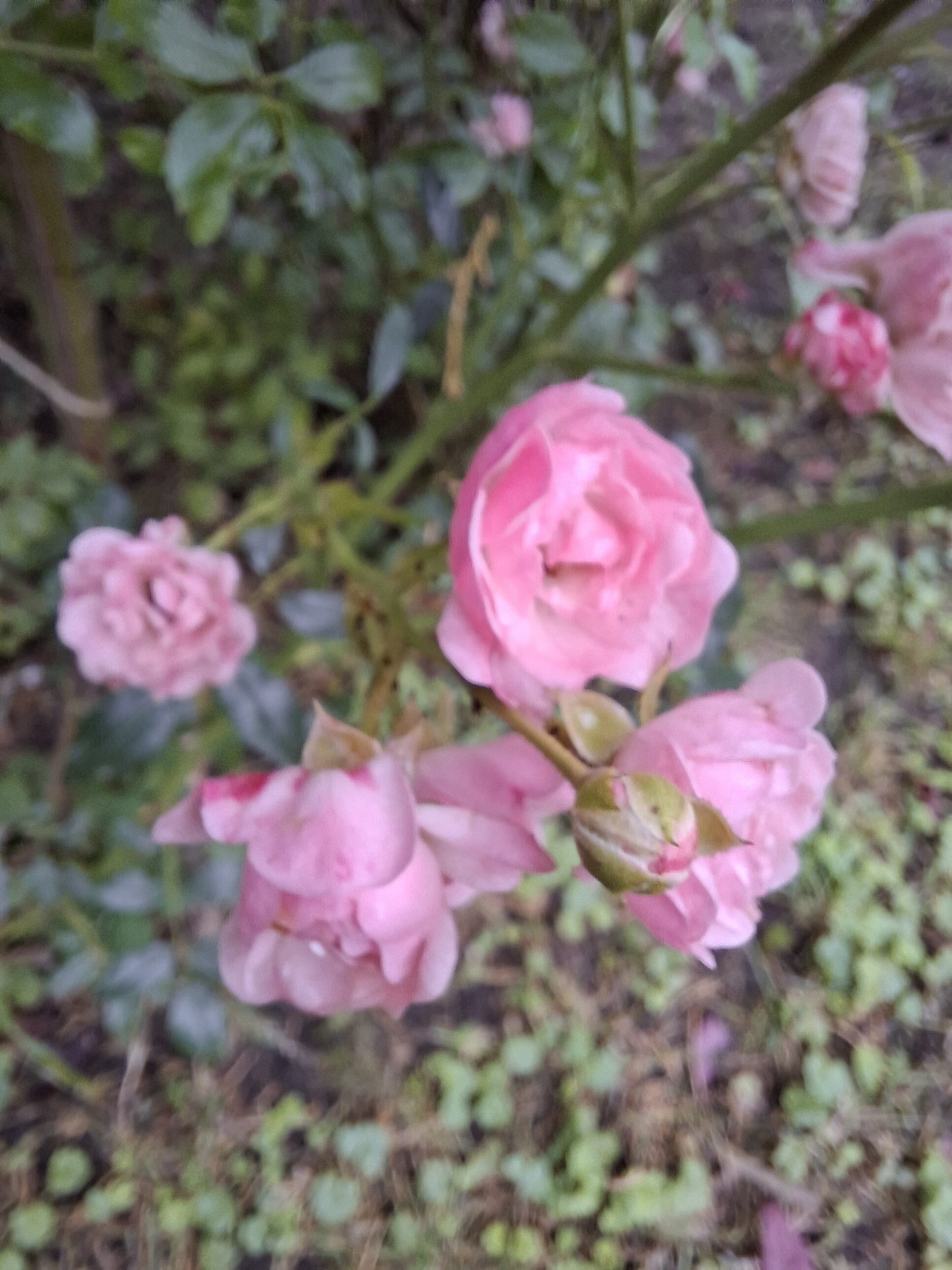 Galaxy_A56_fotka_40 Galaxy A56 fotka 40