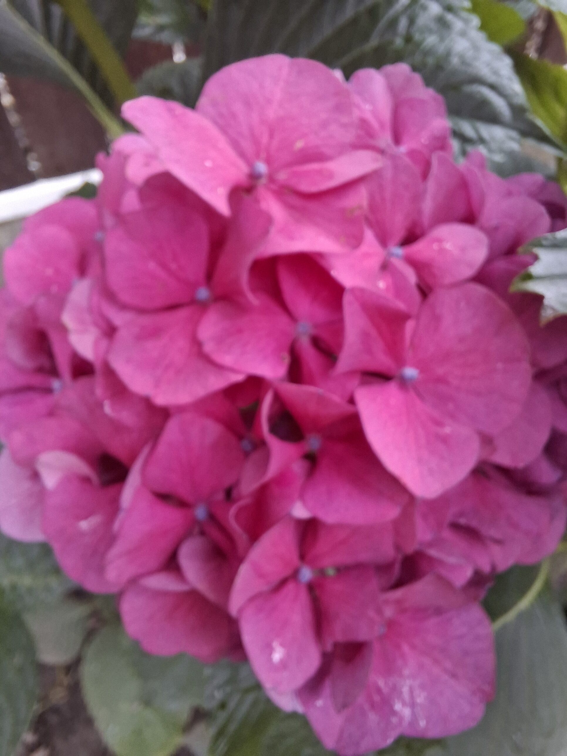 Galaxy_A56_fotka_41 Galaxy A56 fotka 41