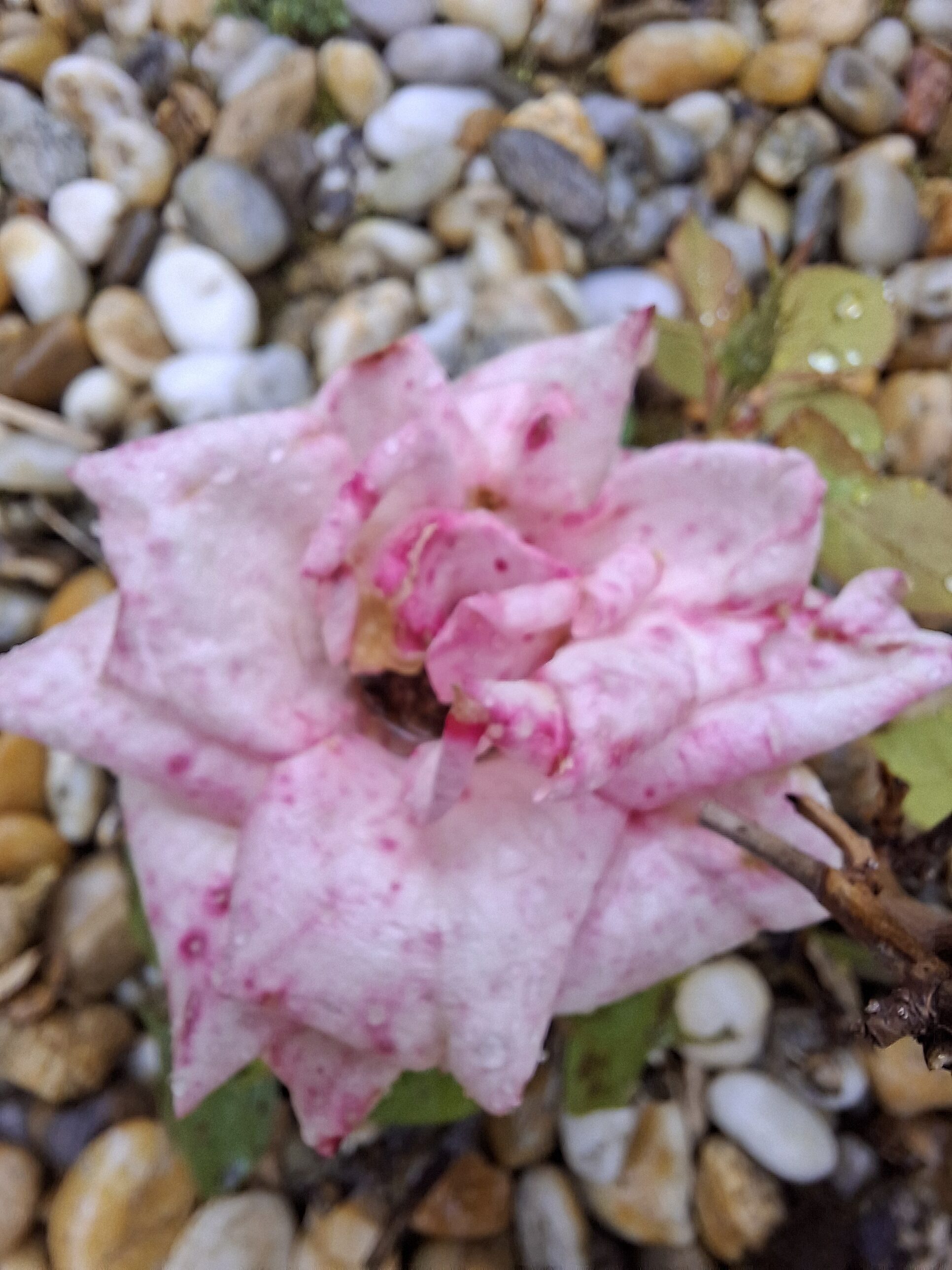 Galaxy_A56_fotka_42 Galaxy A56 fotka 42