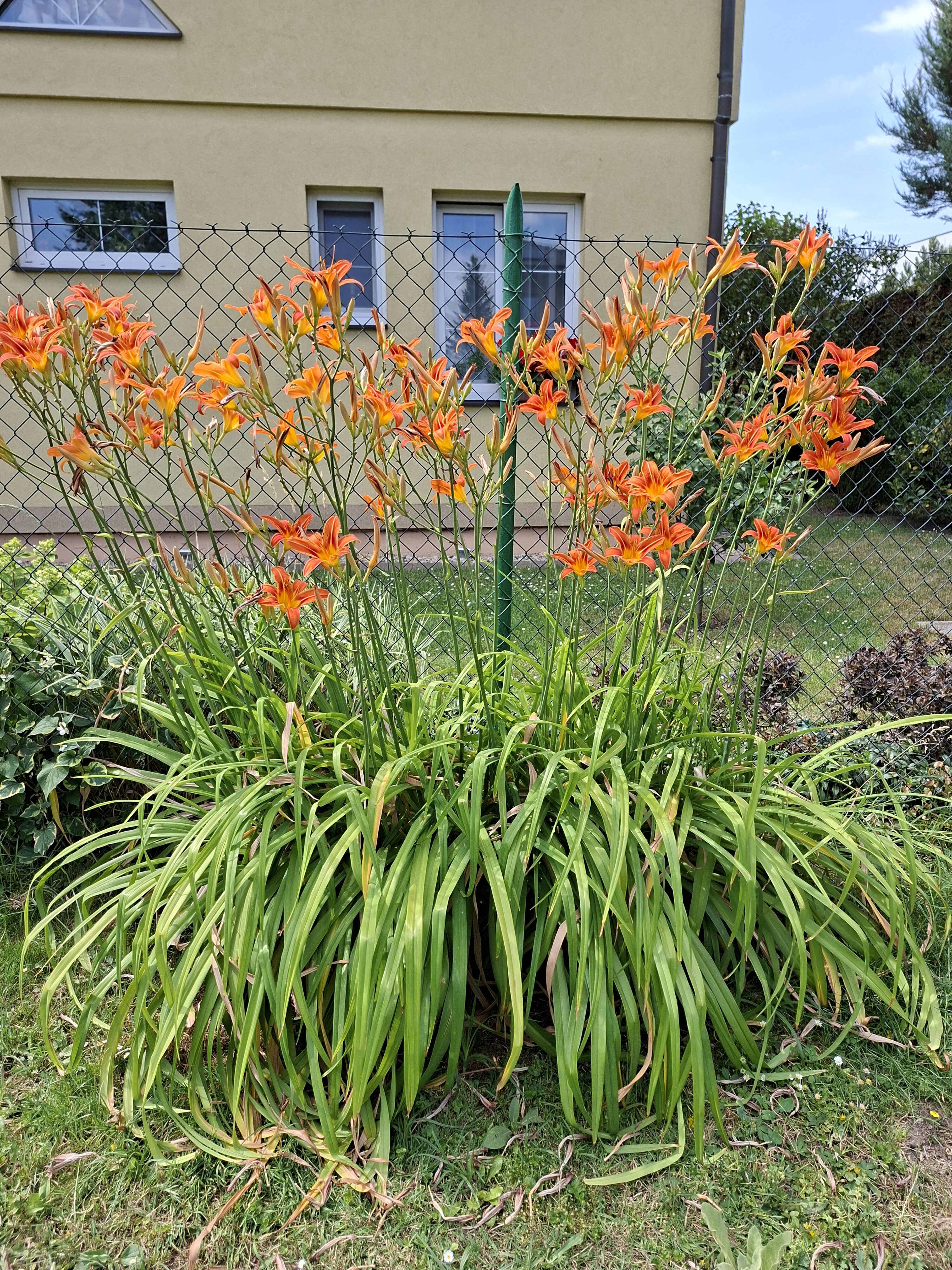 Galaxy_A56_fotka_5 Galaxy A56 fotka 5