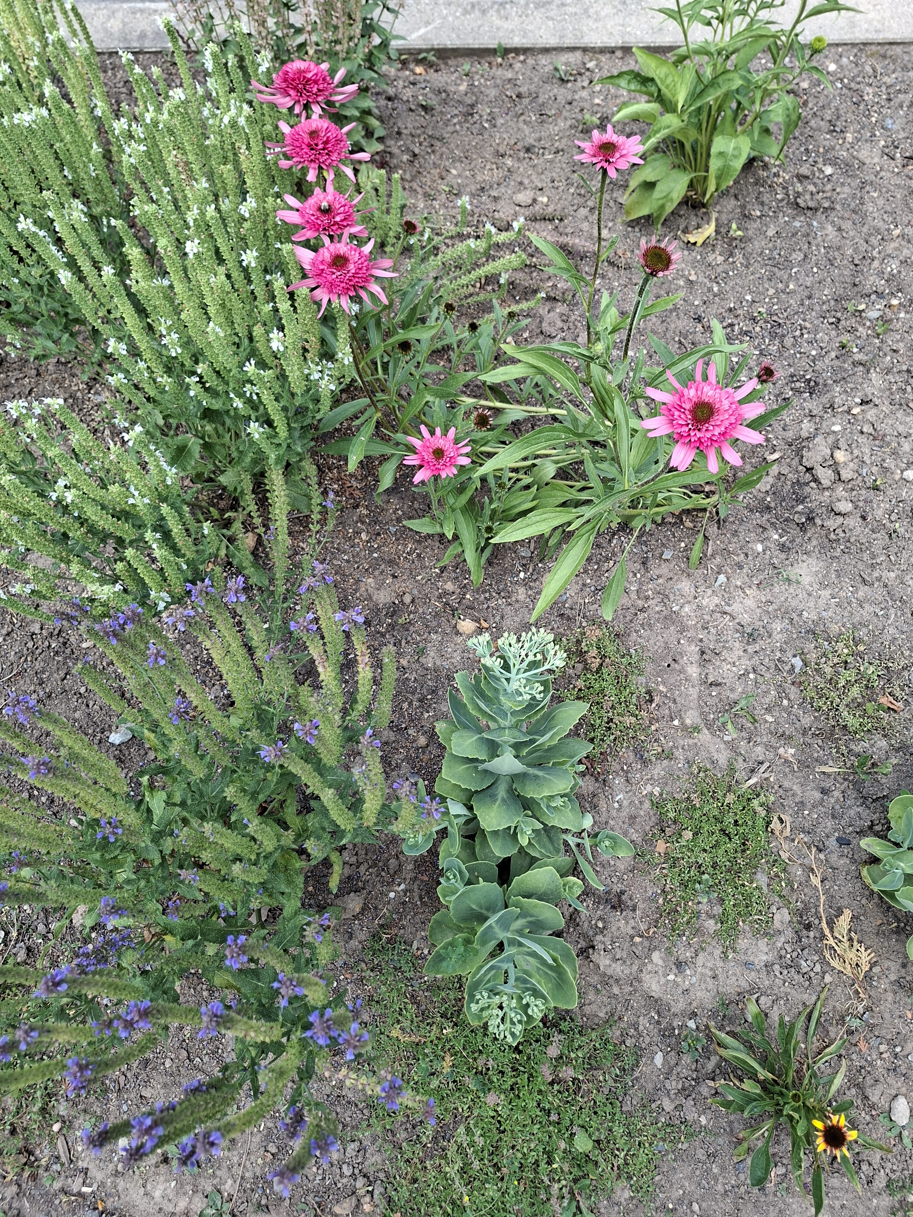 Galaxy_A56_fotka_8 Galaxy A56 fotka 8