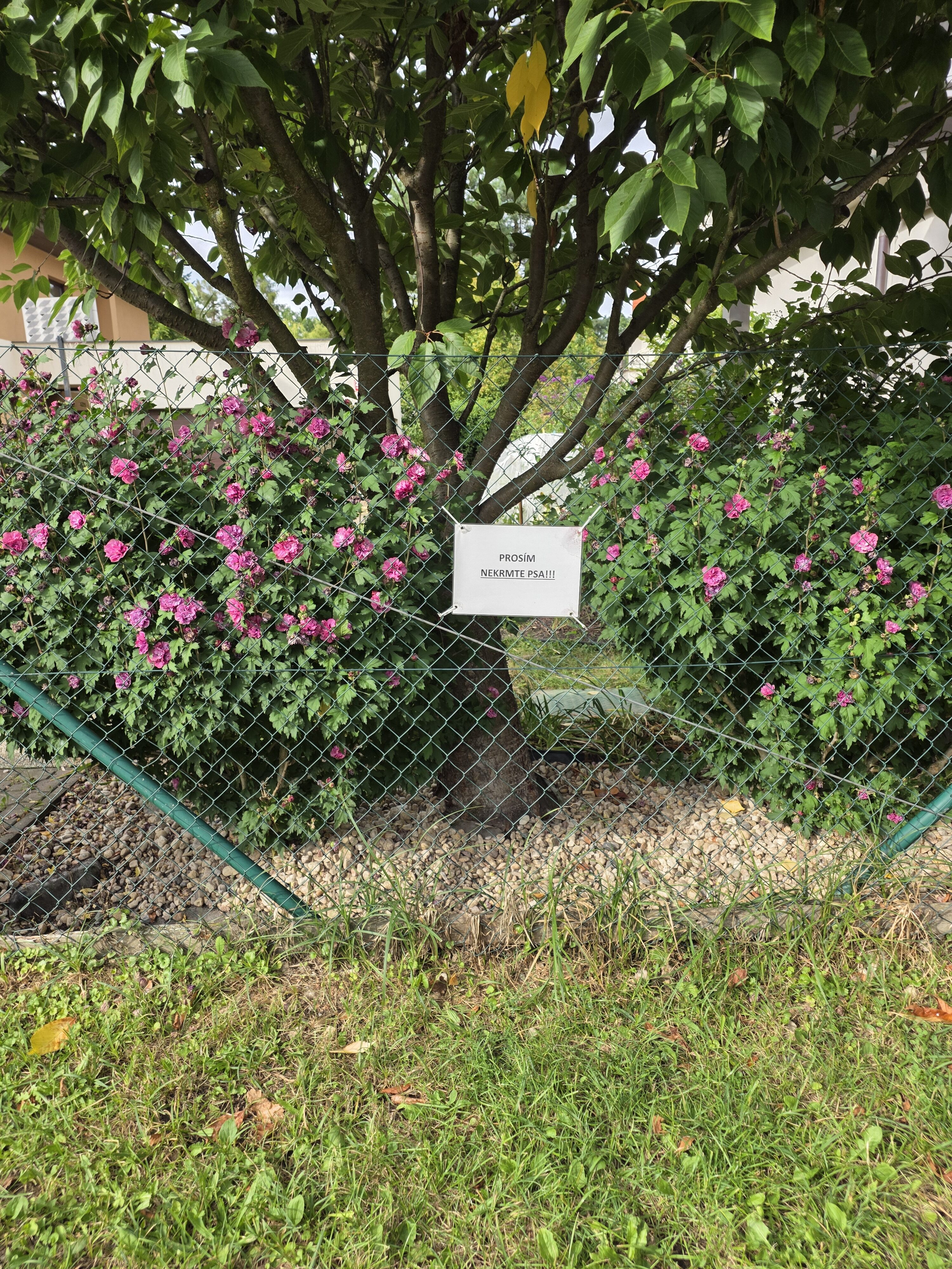 Galaxy Z Fold7 fotky den 21