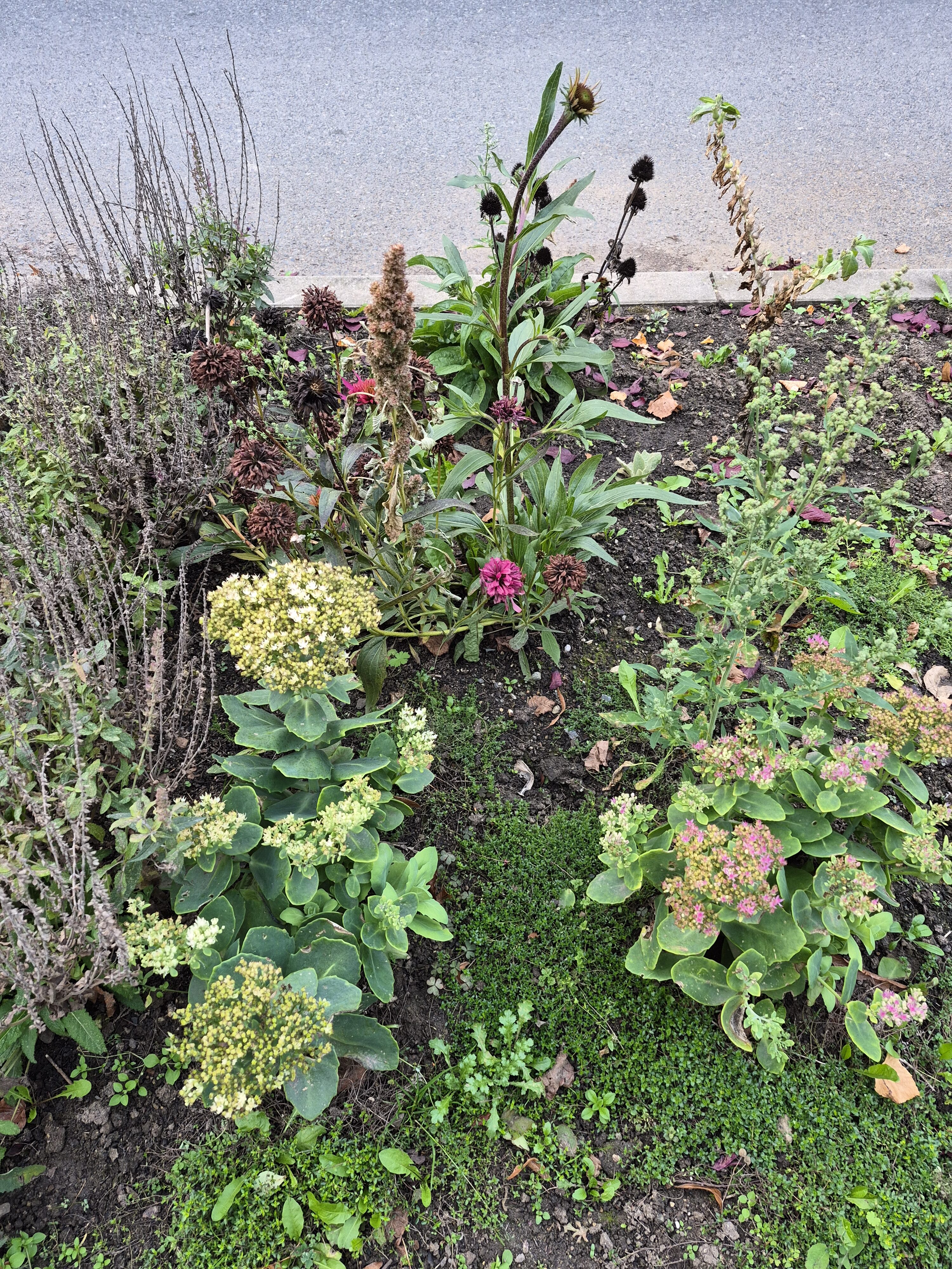 Galaxy S25 FE denni fotka 10