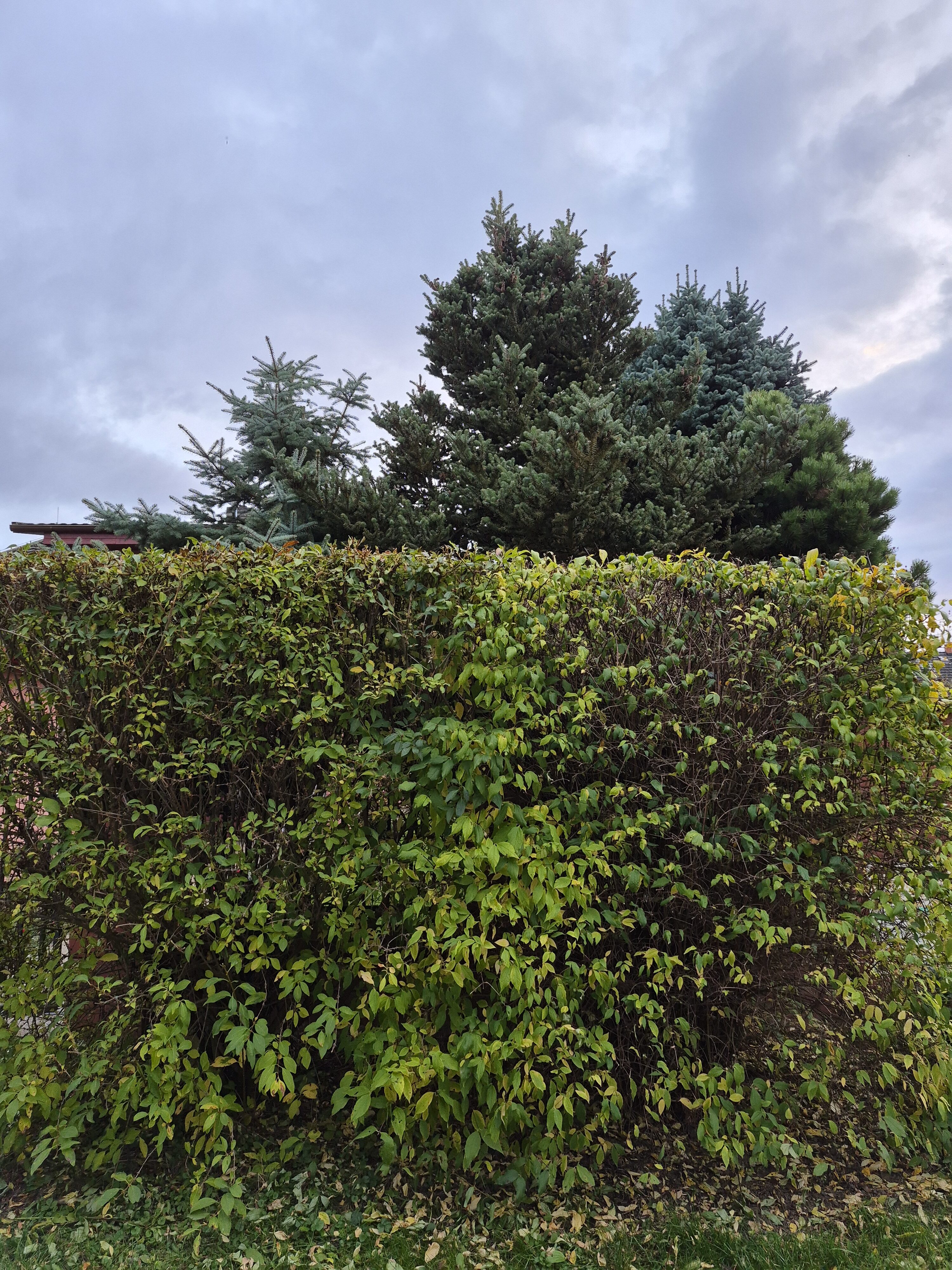 Galaxy S25 FE denni fotka 12