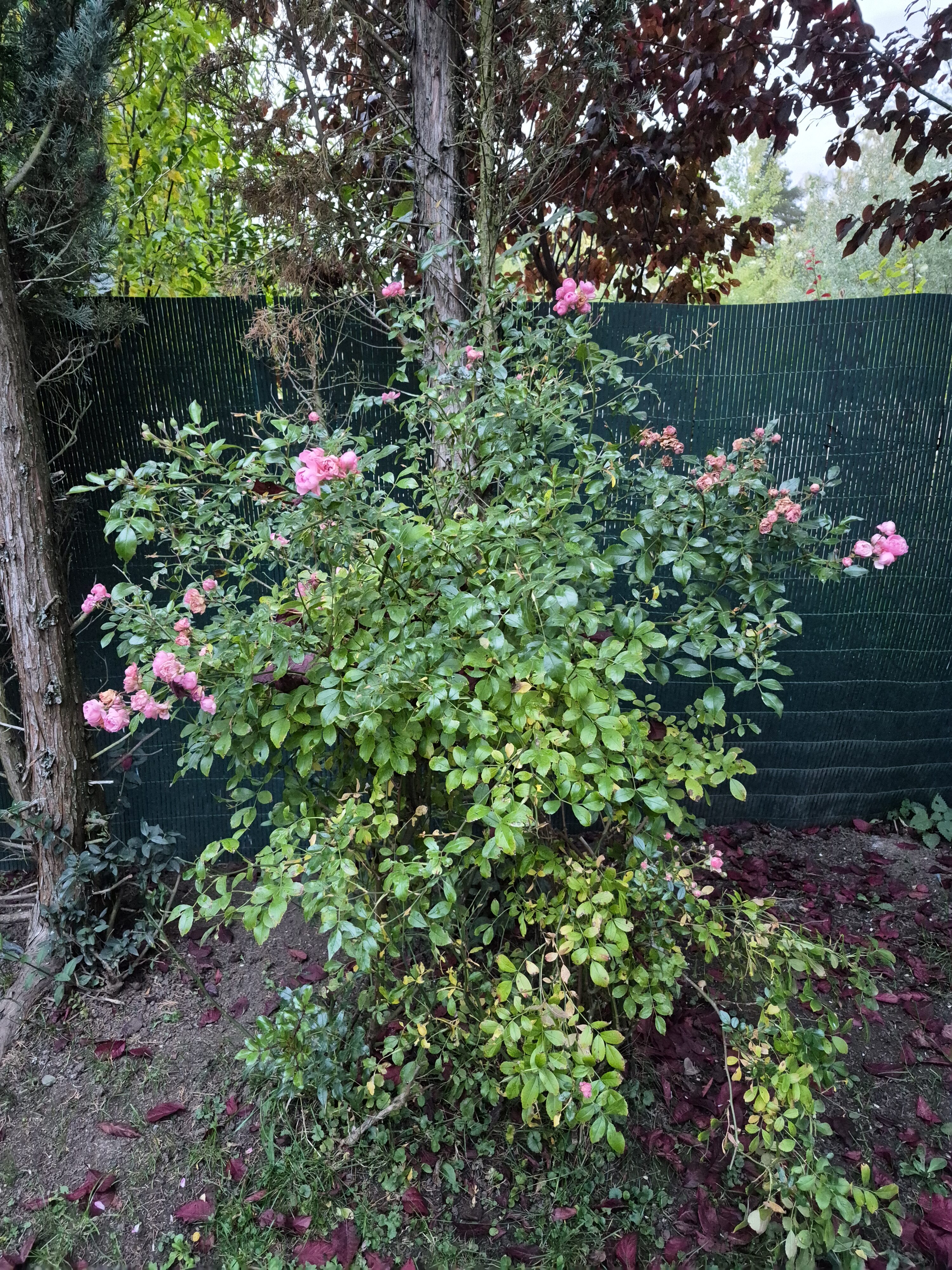 Galaxy S25 FE denni fotka 16