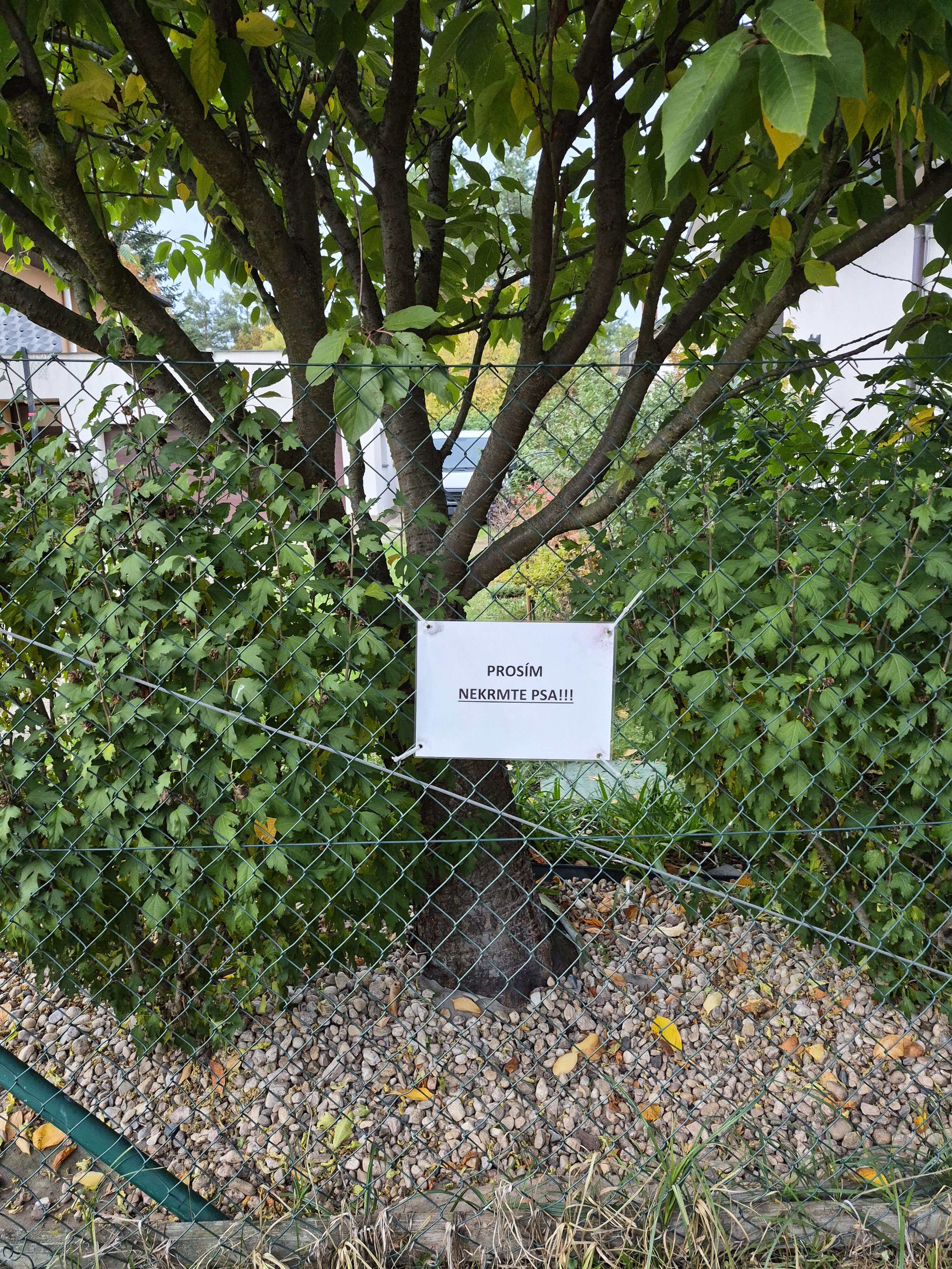 Galaxy S25 FE denni fotka 17