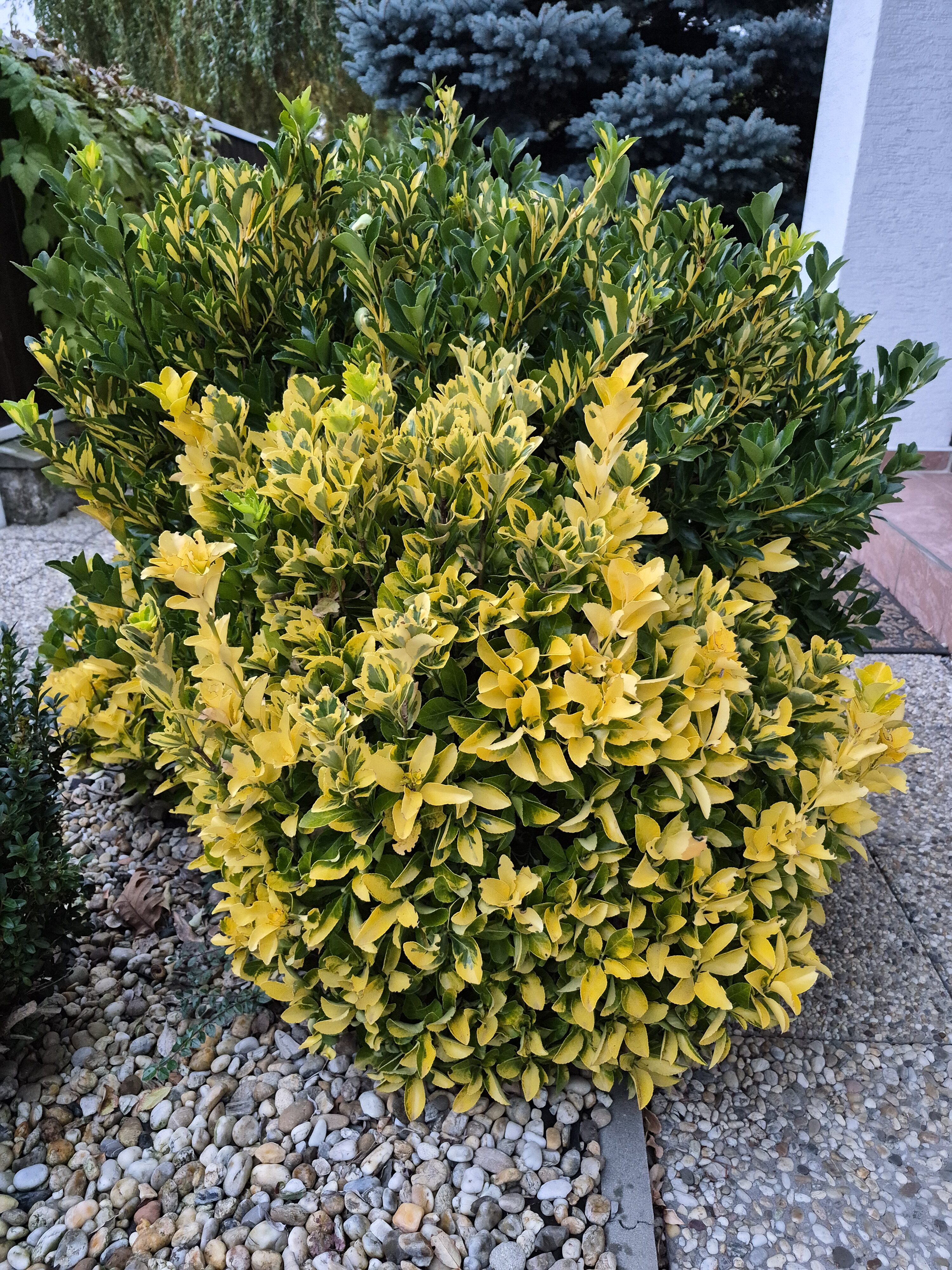 Galaxy S25 FE denni fotka 33