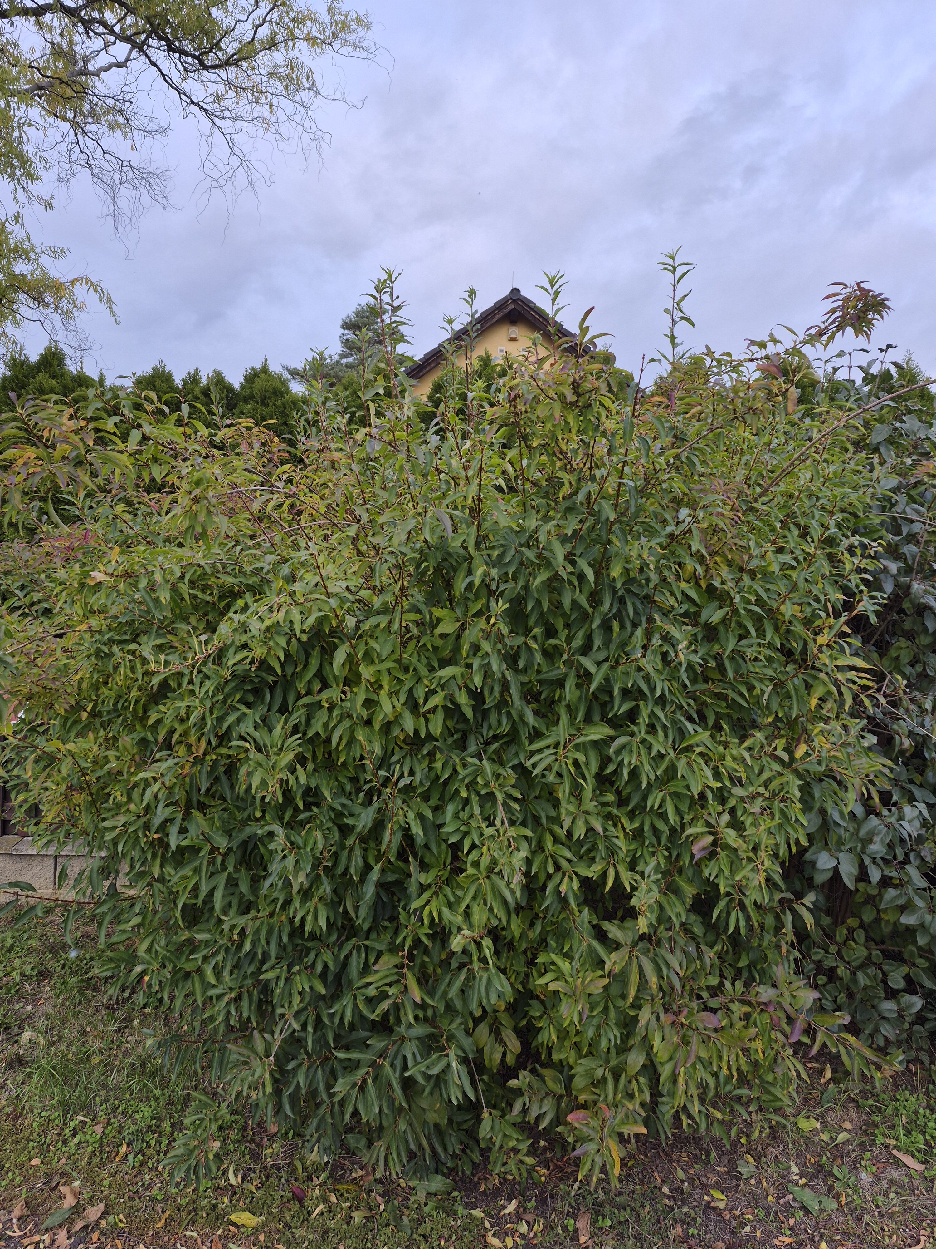 Galaxy S25 FE denni fotka 5