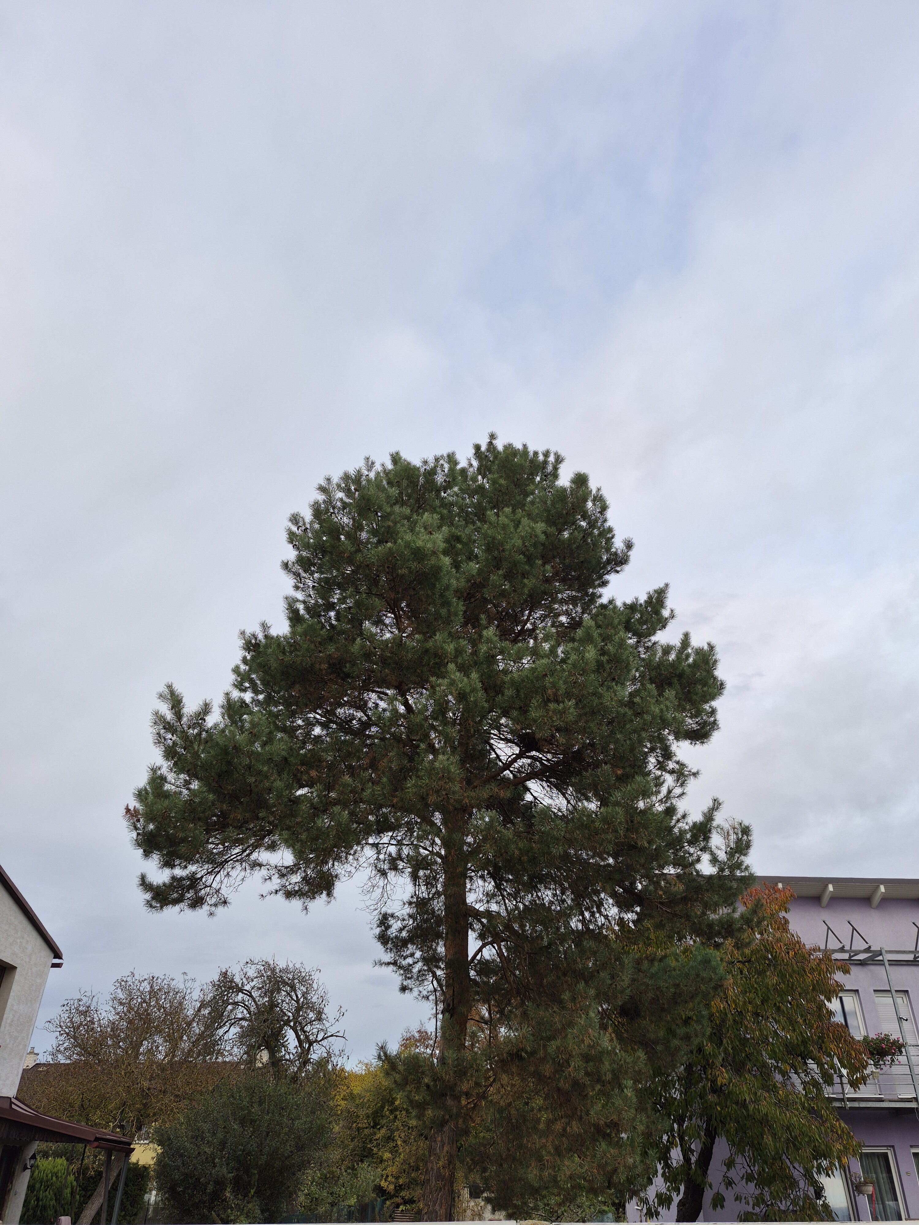 Galaxy S25 FE denni fotka 8