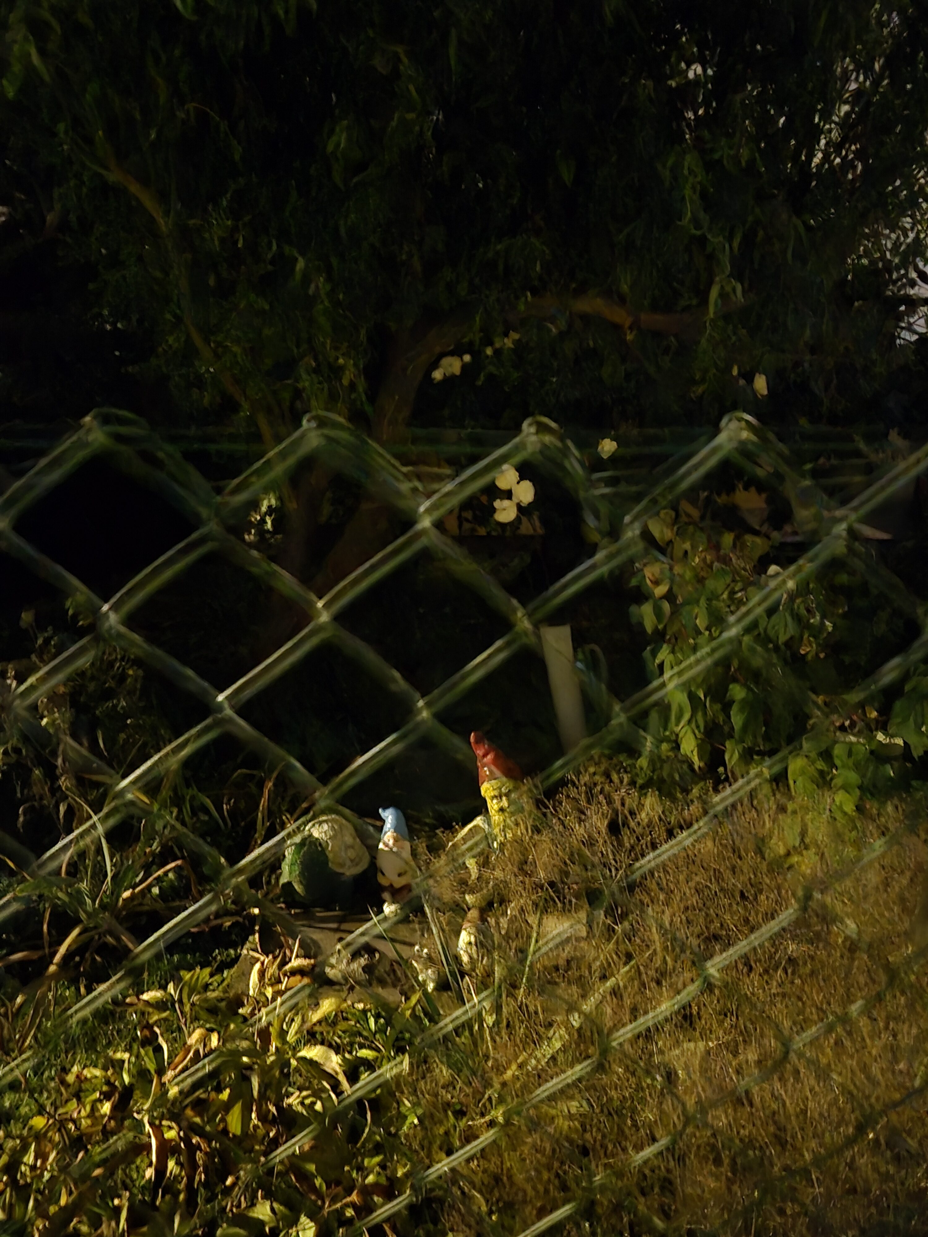 Galaxy S25 FE nocni fotka 10