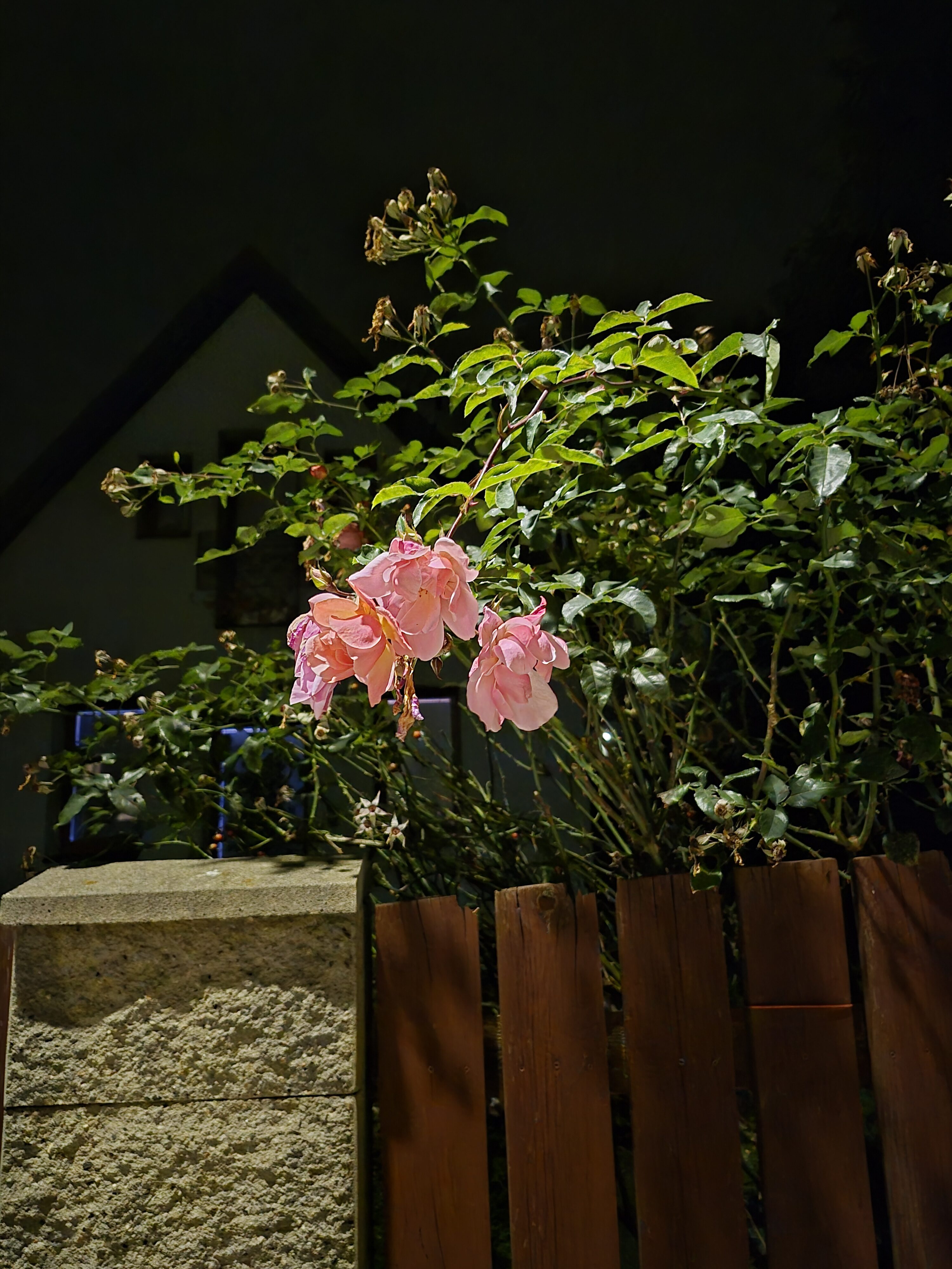 Galaxy S25 FE nocni fotka 13