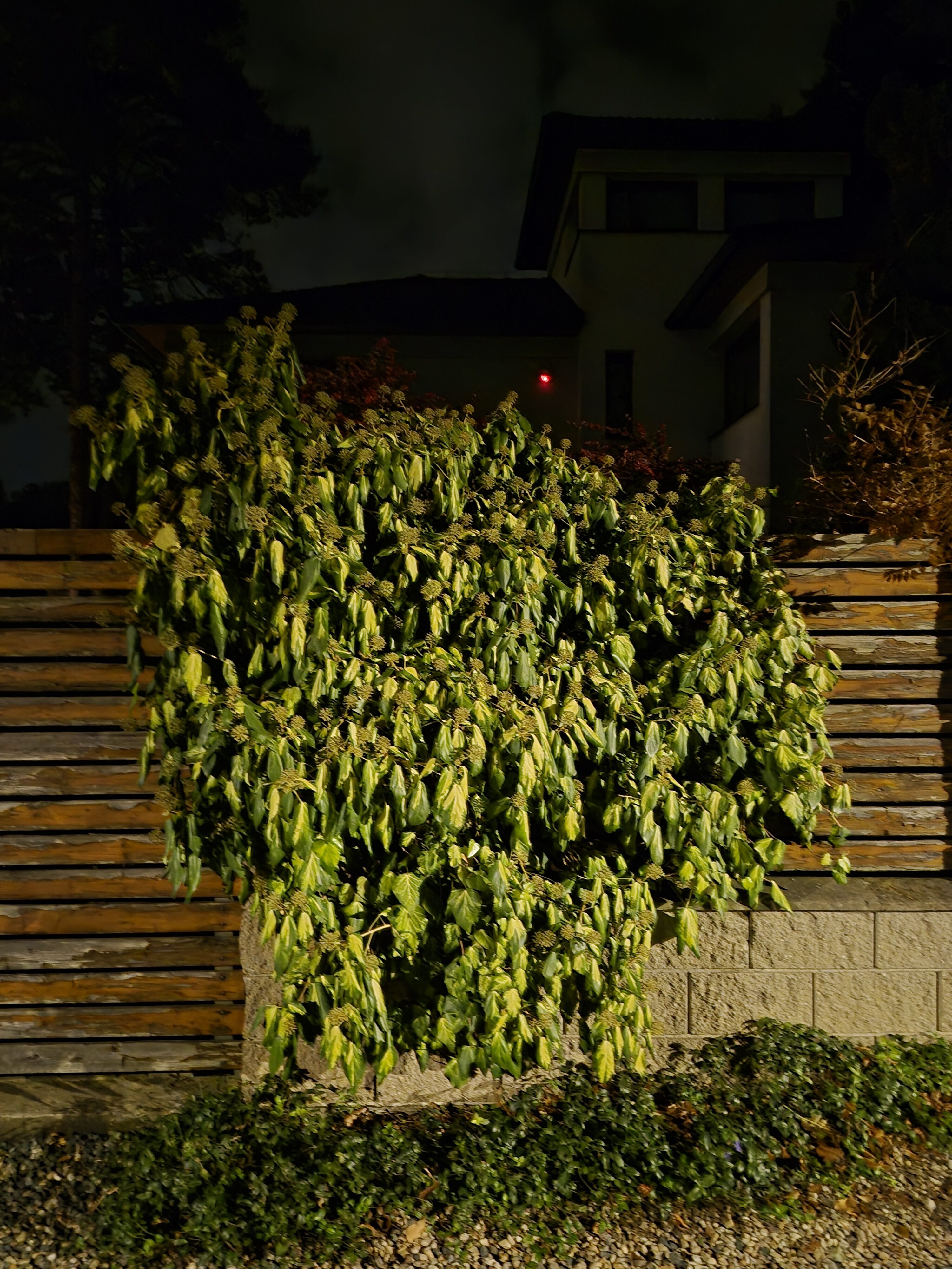 Galaxy S25 FE nocni fotka 16