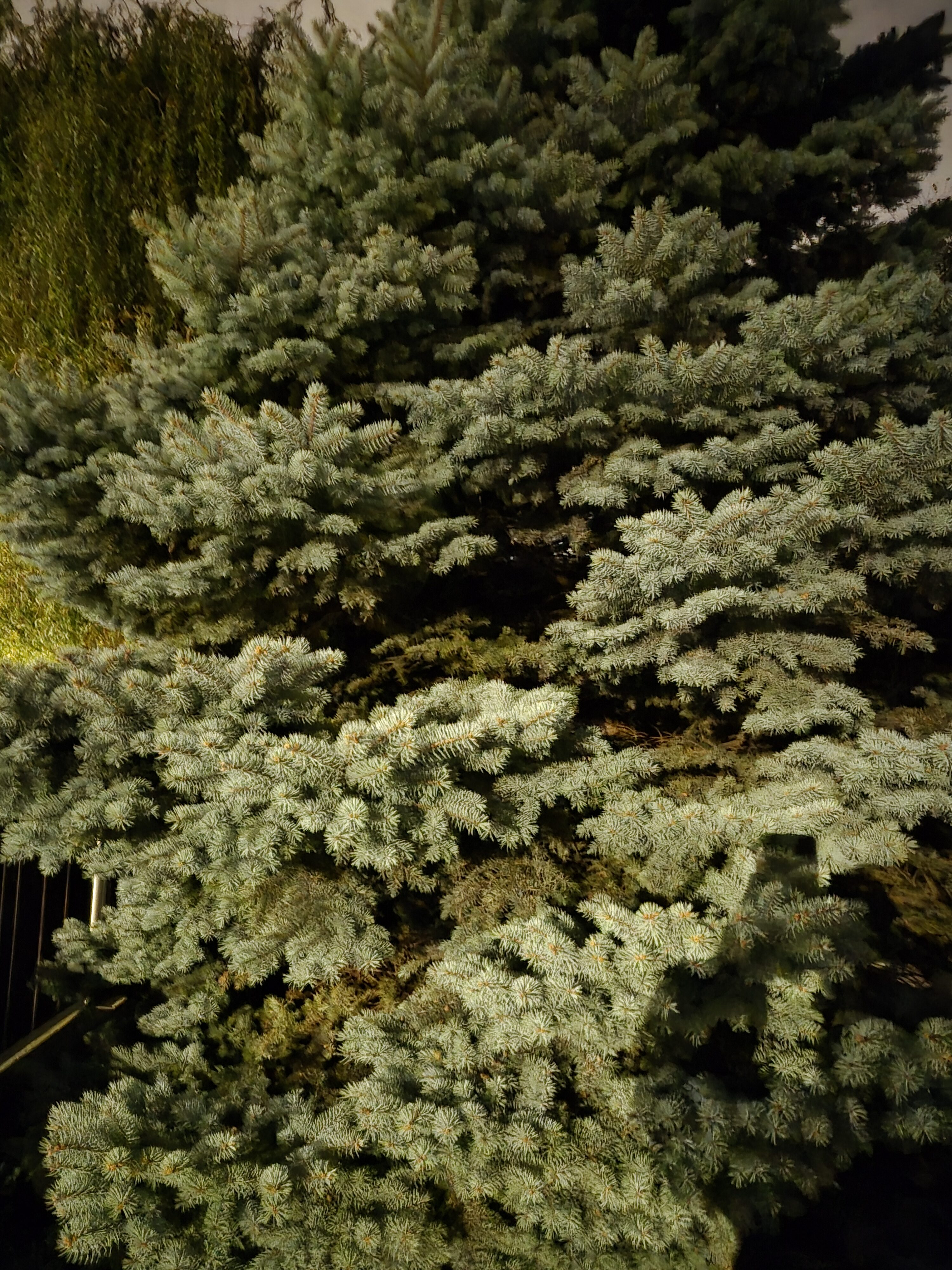 Galaxy S25 FE nocni fotka 25