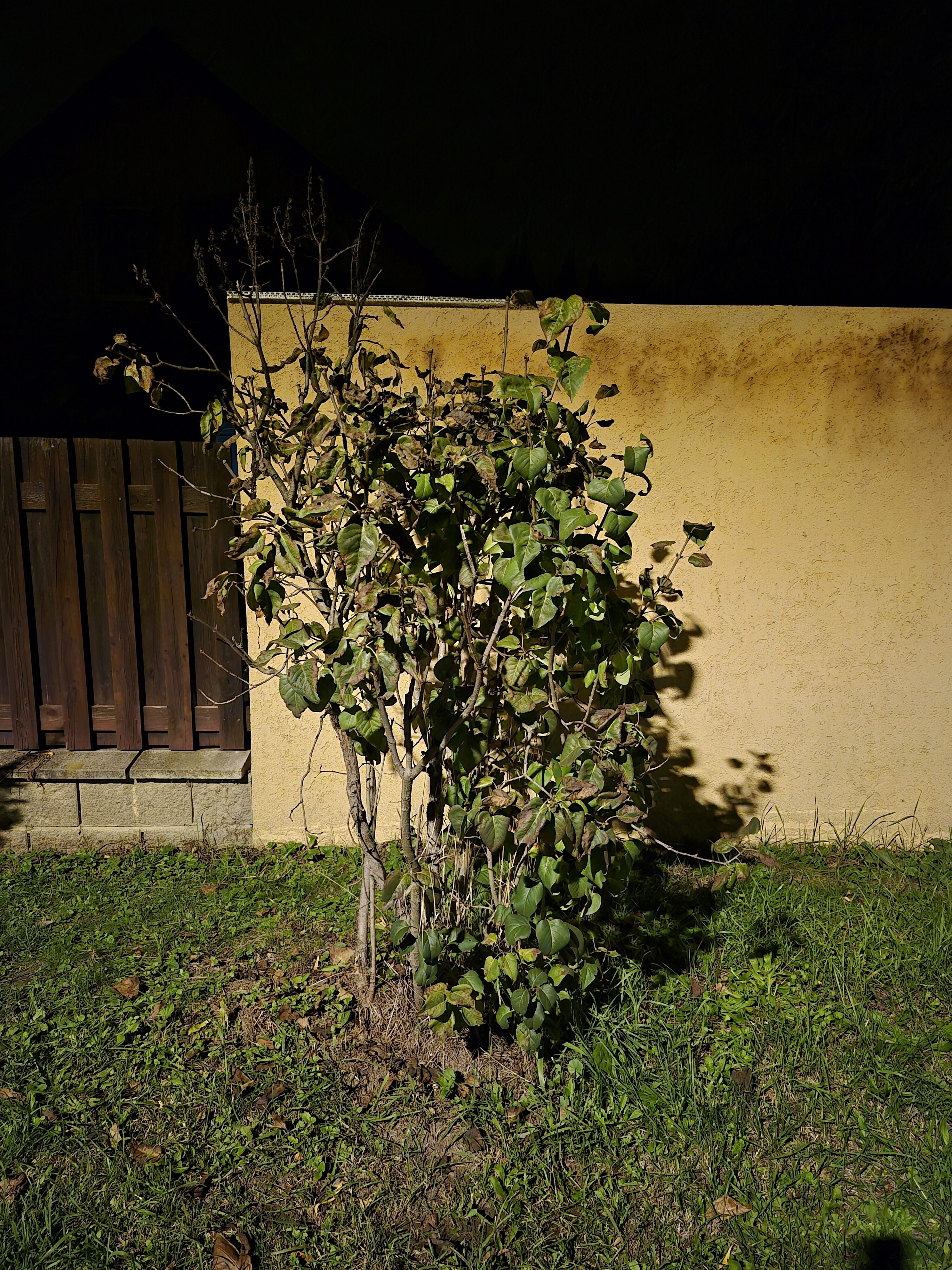 Galaxy S25 FE nocni fotka 4