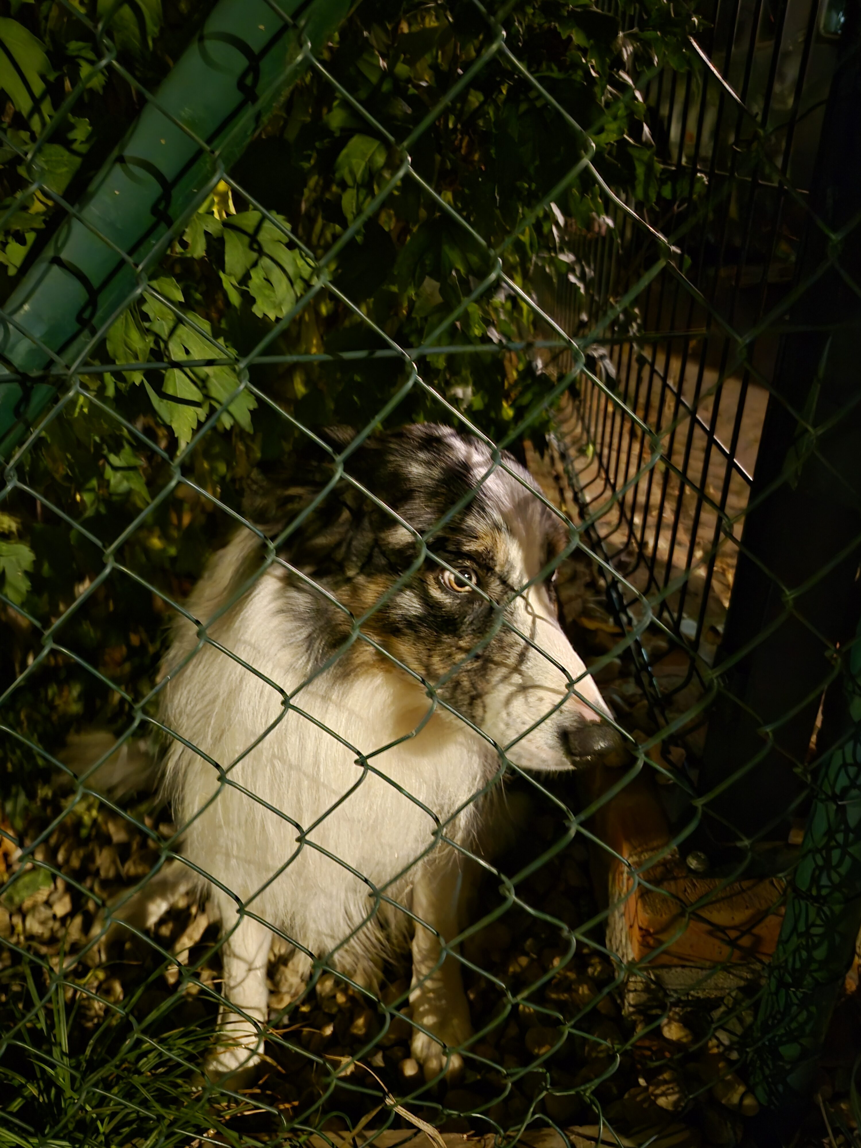 Galaxy S25 FE nocni fotka 8