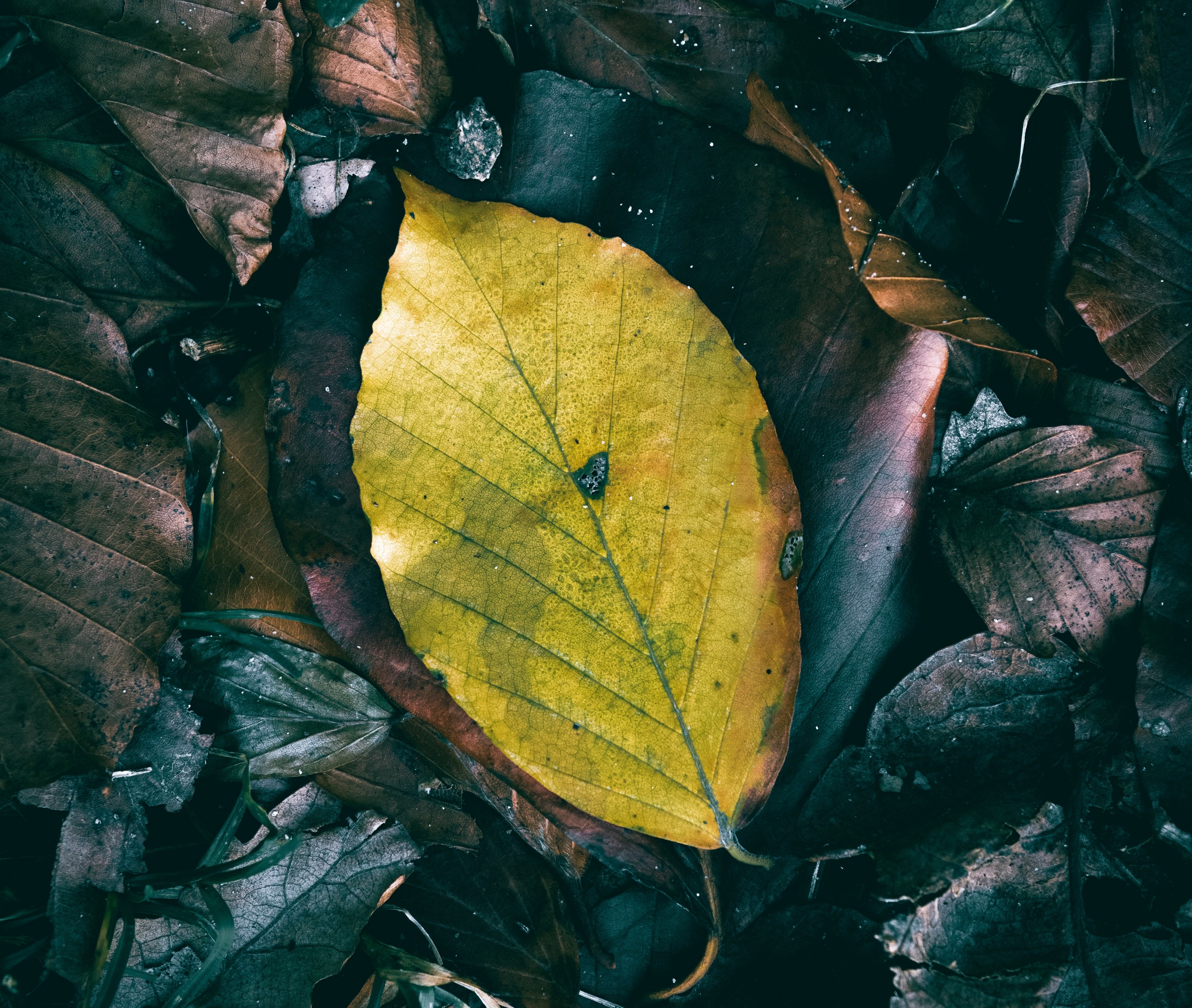 Listí tapeta Pixabay cover